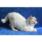 Selkirk Rex