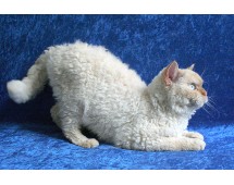 Selkirk Rex