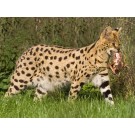 Serval