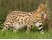 Serval