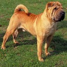 Shar-Pei