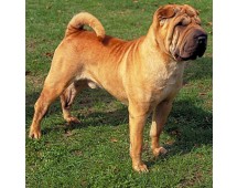 Shar-Pei