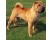 Shar-Pei