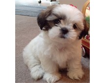 Shih Tzu