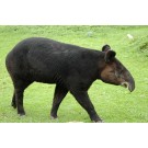 Tapirul de munte