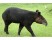 Tapirul de munte