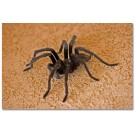 Tarantula