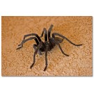 Tarantula