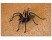 Tarantula