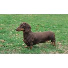 Teckel (Dachshund)