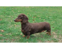 Teckel (Dachshund)