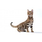 Toyger