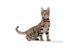 Toyger