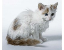 Turkish Van