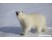 Urs polar