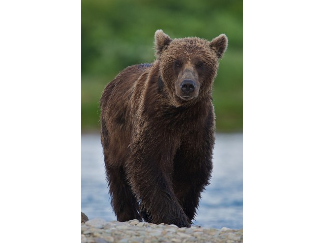 Ursul - Vindecarea „urechilor De Urs”. Caracteristici Benefice. Fotografie