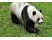 Ursul panda