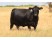 Vaca Angus