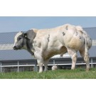 Vaca Belge