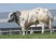 Vaca Belge