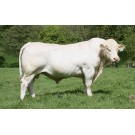 Vaca Charolais