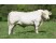 Vaca Charolais