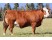 Vaca Fleckvieh