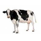 Vaca Holstein-Friza