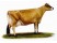 Vaca Jersey