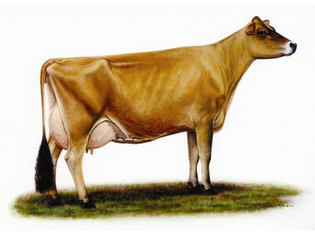Vaca Jersey