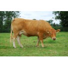 Vaca Limousine