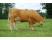 Vaca Limousine