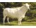 Vaca Piemontese