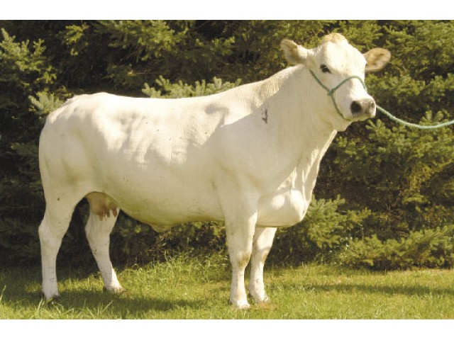 Vaca Piemontese