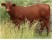Vaca Santa Gertruda