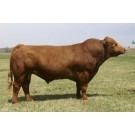 Vaca Simmental