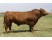 Vaca Simmental