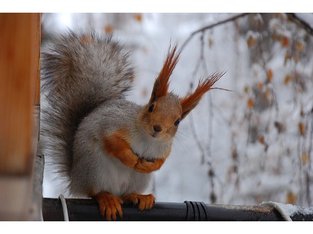 veverița 5 veverițe galbene protejează-ți ochii