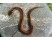 Vipera