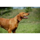 Vizsla