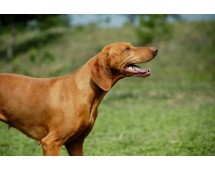 Vizsla