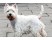Westie