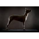 Xoloitzcuintli