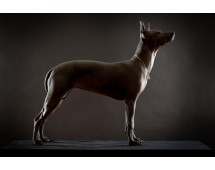 Xoloitzcuintli