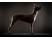 Xoloitzcuintli