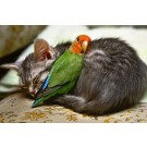 Animale adorabile care iti vor face ziua mai buna!