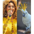 Animale care seamana cu Beyonce