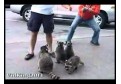 Animale simpatice si haioase