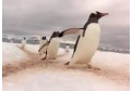 Atentie, trec pinguinii!