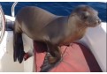 Barbat asaltat de iubirea unui leu de mare!